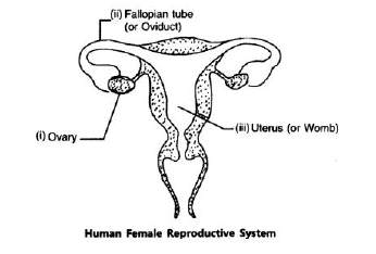 CBSE Class 10 Biology How Do Organisms Reproduce