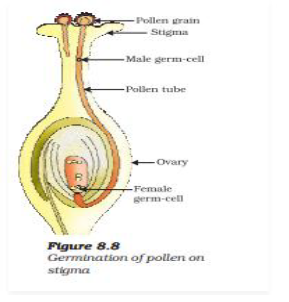 CBSE Class 10 Biology How Do Organisms Reproduce