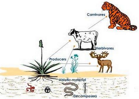 ""CBSE-Class-10-Biology-Our-Environment-3