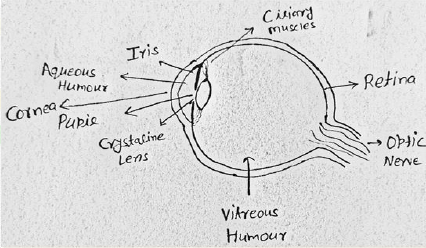 CBSE Class 10 Physics The Human Eye and The Colorful World