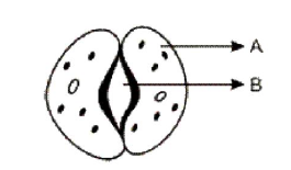 CBSE Class 10 Science Biology Life Process