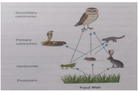 CBSE Class 10 Science Biology Our Environment