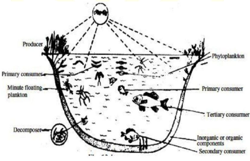 CBSE Class 10 Science Biology Our Environment