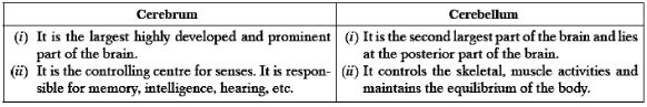 ""CBSE-Class-10-Science-Control-and-Coordination-1