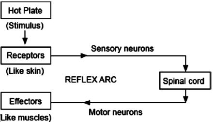 ""CBSE-Class-10-Science-Control-and-Coordination-11