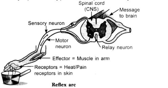 ""CBSE-Class-10-Science-Control-and-Coordination-13