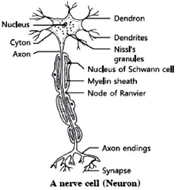 ""CBSE-Class-10-Science-Control-and-Coordination-4