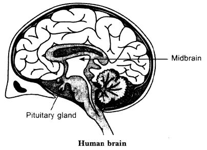 ""CBSE-Class-10-Science-Control-and-Coordination-5