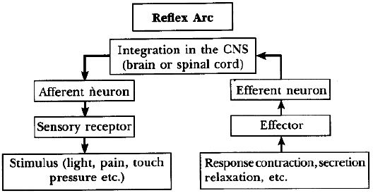 ""CBSE-Class-10-Science-Control-and-Coordination-8