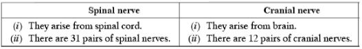 CBSE-Class-10-Science-Control-and-Coordination