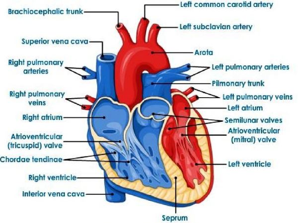 ""CBSE-Class-10-Science-Life-Processes-10