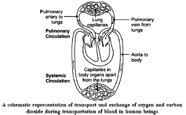 ""CBSE-Class-10-Science-Life-Processes-12