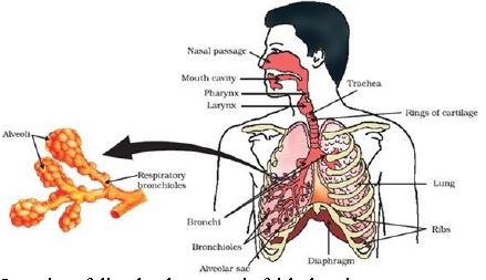 ""CBSE-Class-10-Science-Life-Processes-13