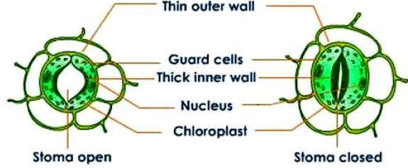 ""CBSE-Class-10-Science-Life-Processes-14