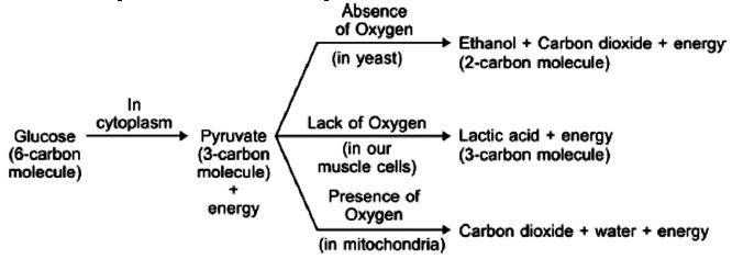 ""CBSE-Class-10-Science-Life-Processes-17