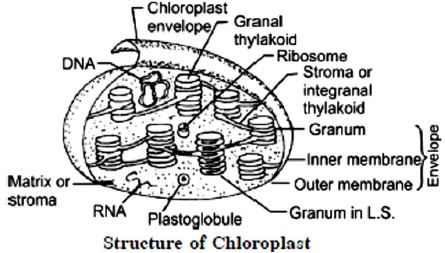 ""CBSE-Class-10-Science-Life-Processes-2