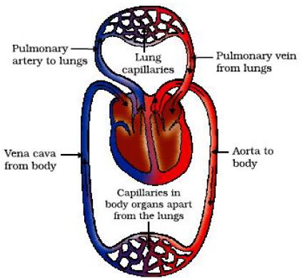 ""CBSE-Class-10-Science-Life-Processes-20