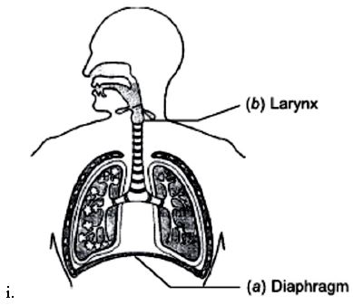 ""CBSE-Class-10-Science-Life-Processes-21