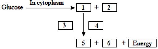 ""CBSE-Class-10-Science-Life-Processes-5