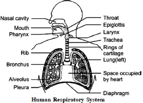 ""CBSE-Class-10-Science-Life-Processes-9