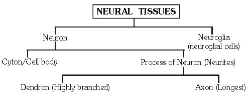 ""CBSE-Class-11-Biology-Neural-Control-And-Coordination-1