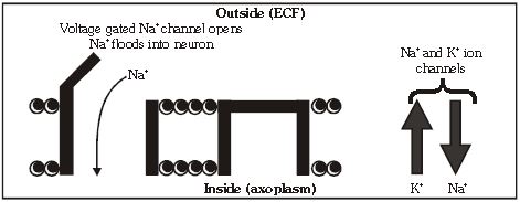 ""CBSE-Class-11-Biology-Neural-Control-And-Coordination-10