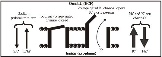 ""CBSE-Class-11-Biology-Neural-Control-And-Coordination-11