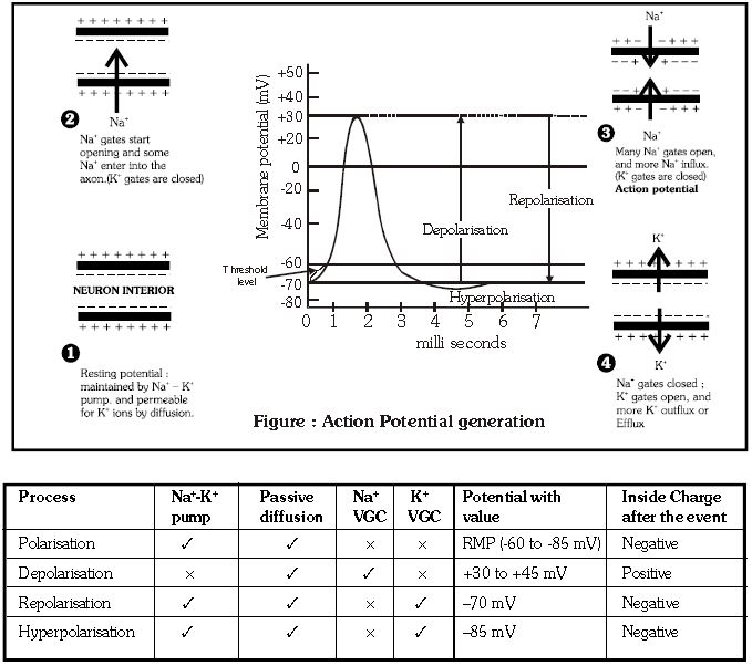 ""CBSE-Class-11-Biology-Neural-Control-And-Coordination-12