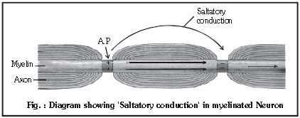 ""CBSE-Class-11-Biology-Neural-Control-And-Coordination-13