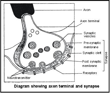 ""CBSE-Class-11-Biology-Neural-Control-And-Coordination-14