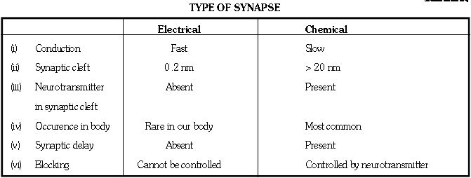 ""CBSE-Class-11-Biology-Neural-Control-And-Coordination-15