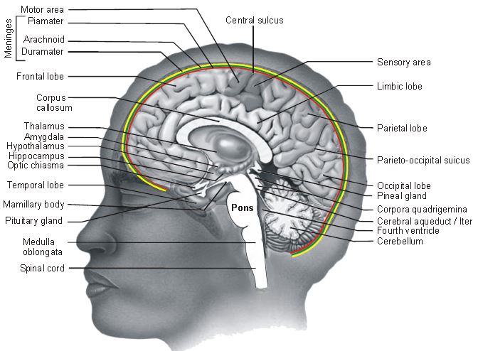 ""CBSE-Class-11-Biology-Neural-Control-And-Coordination-16