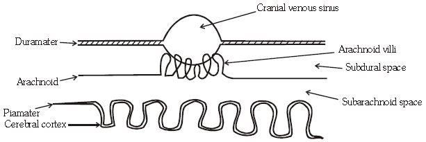 ""CBSE-Class-11-Biology-Neural-Control-And-Coordination-18