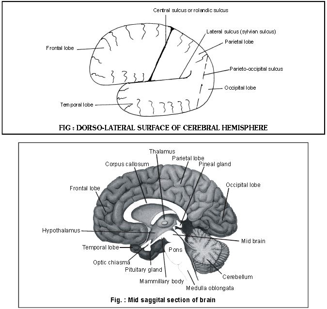 ""CBSE-Class-11-Biology-Neural-Control-And-Coordination-19