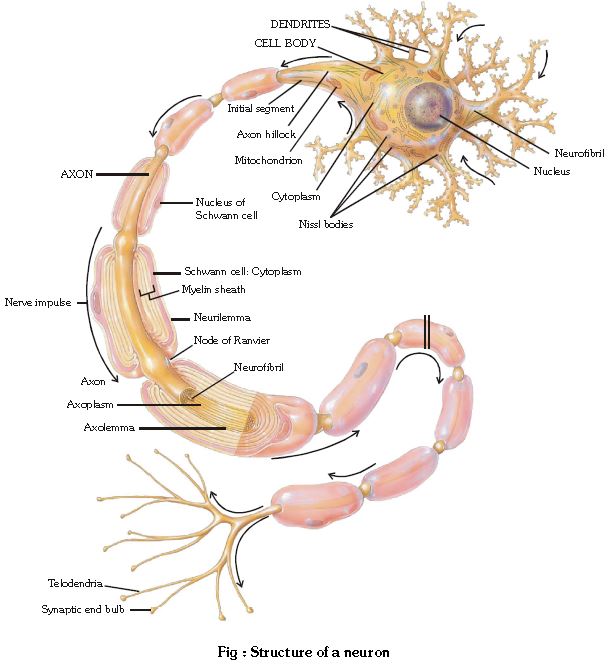 ""CBSE-Class-11-Biology-Neural-Control-And-Coordination-2