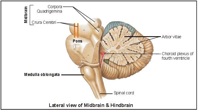 ""CBSE-Class-11-Biology-Neural-Control-And-Coordination-22