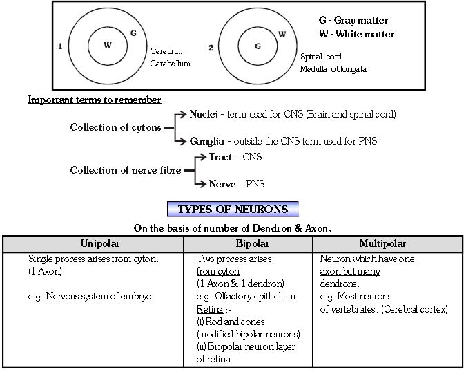 ""CBSE-Class-11-Biology-Neural-Control-And-Coordination-4