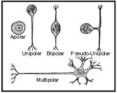 ""CBSE-Class-11-Biology-Neural-Control-And-Coordination-5