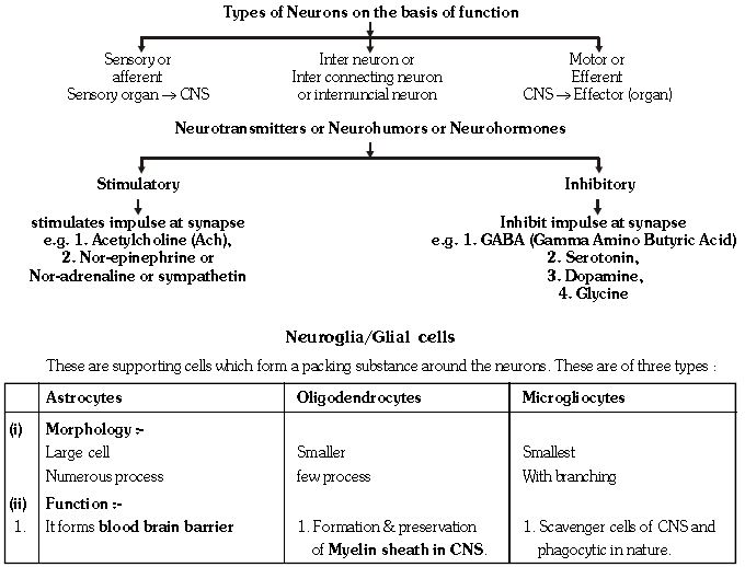 ""CBSE-Class-11-Biology-Neural-Control-And-Coordination-6