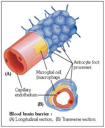 ""CBSE-Class-11-Biology-Neural-Control-And-Coordination-7