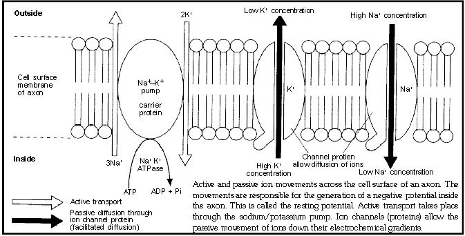 ""CBSE-Class-11-Biology-Neural-Control-And-Coordination-8