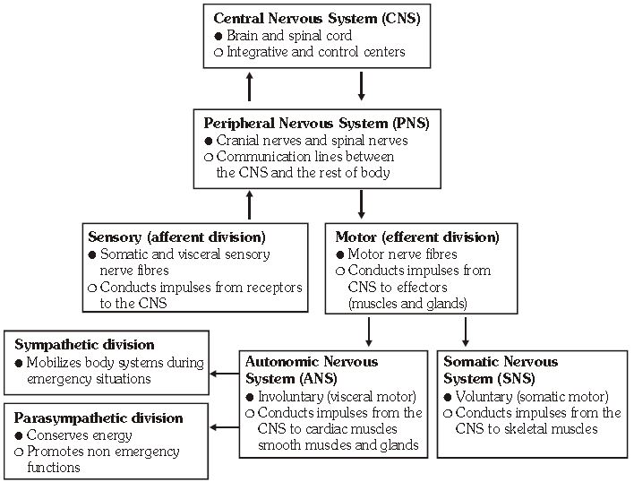 ""CBSE-Class-11-Biology-Neural-Control-And-Coordination