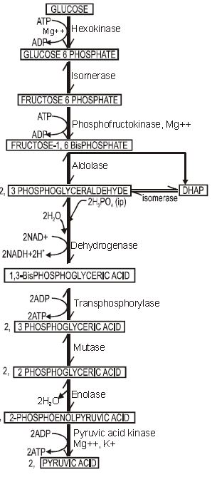 ""CBSE-Class-11-Biology-Respiration-In-Plants-1