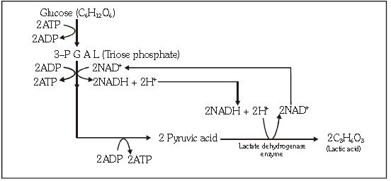 ""CBSE-Class-11-Biology-Respiration-In-Plants-10