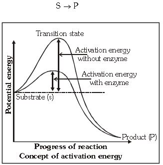 ""CBSE-Class-11-Biology-Respiration-In-Plants-17