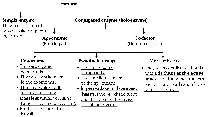 ""CBSE-Class-11-Biology-Respiration-In-Plants-19