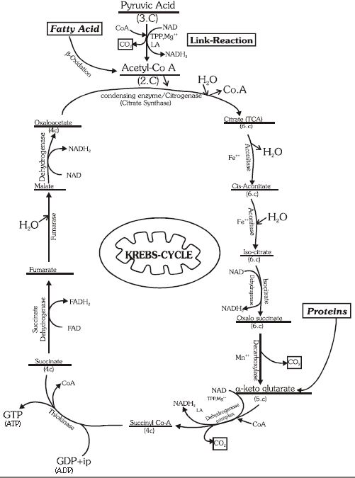 ""CBSE-Class-11-Biology-Respiration-In-Plants-2