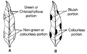 ""CBSE-Class-11-Biology-Respiration-In-Plants-27