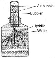 ""CBSE-Class-11-Biology-Respiration-In-Plants-28