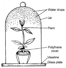 ""CBSE-Class-11-Biology-Respiration-In-Plants-30